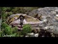 Walking with Dinosaurs | All Predators