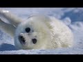Mammals | Official Preview ft Coldplay | BBC Earth