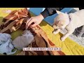 The One-Year Growth Process of the Korean Jindo Dog | The puppy's growth process over a year