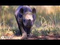Animals On The Planet 4K🌿Explore the beautiful majesty of wildlife with soothing relaxing music