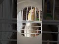 cockatiel loves to sing to Pringles POV