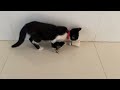 Crazy animals will make you die laughing 😂 New funny animals 2024😅Funny Cats and Dogs VIDEOS🤣