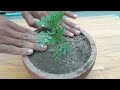 Simple method How To Grow Marigold From Seeds With Aloe vera (Full Updates)