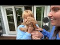 Surprising SHARER FAMILY with my NEW PUPPY!!!