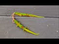 GREEN ANTICS | Gold Dust Day Gecko | Short film shot on iPhone
