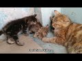 Mother Cat Scaring Rescue Kitten Even Her Own Kitten Got Scared  || Mother Adopted Him In 2 Days ||