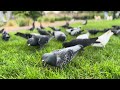 Feeding my pigpen flock. #pigeon #pigeonlover #birdslover