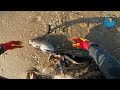Two Alive Seals Entangled With Dead Seal