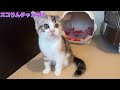 【子猫動画】かわいい仕草がたまらないスコティッシュフォールド　りんちゃん