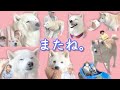 柴犬あいちゃんの大事なご報告