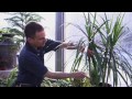 Caring for Dracaena Plants