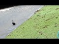 Magpies in birdbath