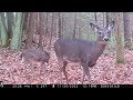 Fall Trail Cam Videos