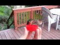Hand-Feeding Hummingbirds