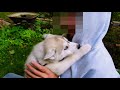 HUSKY PUPPY’S First Day Home! | The Day I Got My Puppy (UNSEEN FOOTAGE)