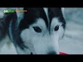 Everything you need to know about the Siberian Husky | zooplus Magazine