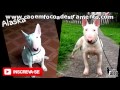 BULL TERRIER - All About The Breed