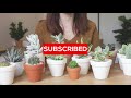 How to Identify 13 Most Common Succulent Genera | Easy Succulent Identification