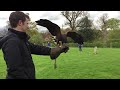 Slow Motion Harris Hawk