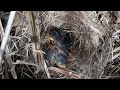 baby bird almost dies when disturbed by ants in the nest.bird eps 247