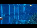 Seabase Aquarium Epcot Orlando FL