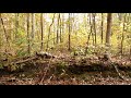 HD Nature! Autumn Forest Morning| Sleep Study Relax Meditate
