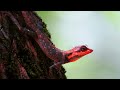 Majestic Peninsular Rock Agama lizard gracefully lounges on the coconut tree/Red-headed lizard