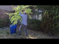 Multiple FAMILIES PRAISED us for RESTORING this yard - this HOUSE was in FORECLOSURE