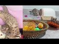 The FUNNIEST Dogs and Cats Shorts Ever 😻🐶 You Laugh You Lose 😛