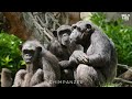 Ultimate Wild Animals Collection in 4K ULTRA HD / 4K TV