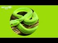 Guess the 11 Animals living in Australia【short ver.】｜ABC Kids Quiz