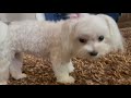 My Puppy Lucy Hates Banana + ASMR | xoxo Lucy The Maltese