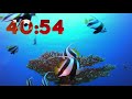 60 Minute 4K Aquarium Countdown with Relaxing Piano Music 🐠🎹