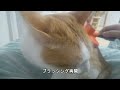 【2355,2356日目】ブラシ甘いにゃ～な猫【かわいい・面白い】～The growth record of my cute cat, Nike day 2355,2356