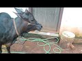 cow playing with baby | cow malayalam | Nadan pashu | pasu valarthal | Indian breed cow | kerala cow
