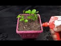 How to grow clove plant at home // how to grow clove plant from seed
