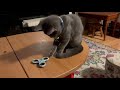 My cat is Playing the fidget spinner