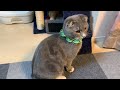 【猫との暮らし】猫達と遊ぶ癒しの時間♪【マンチカン】【スコテッシュフォールド】【保護猫】Healing time to play with cats ♪