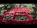 The True Cost Of Avocados | True Cost