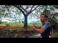 LFS 118 | TOUR | Agricultural land Farm lot for sale PHP 500K in the Philippines