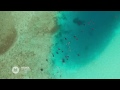 Feeding Franzy:  Manta Rays at Hanifaru Bay , Baa Atoll, Maldives