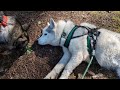 My Husky's Epic Journey To Reach This Waterfall!