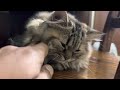 Cat drinking water sound effect ~Cute cat baby ~ Persian cats playing #cat #cutecat #catvideos