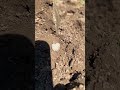 Metal Detecting- We Found a Special Silver Item Lost Over 200 Years Ago