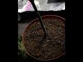 In House Grow 10 (Cannabis Harvesting)