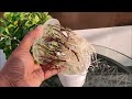 Grow Mint in Water | COST FREE HYDROPONICS