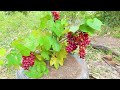 Secrets of growing grapes tree from grapes using Coca Cola. Get lots of fruit throughout the year