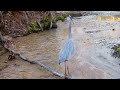 Trail Cam Animals: Great Blue Heron