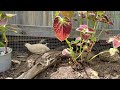 Quails in the garden