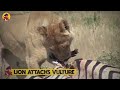 15 Of The Most Merciless Lion Attacks You Will Ever See